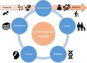 Как формируется когнитивный резерв?